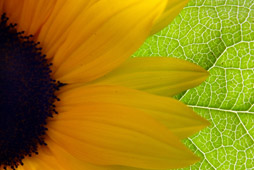 closeupsunflower
