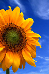 sunflower3