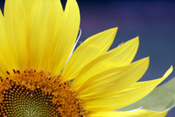 yellow-flower2